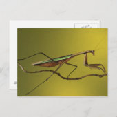 ミシガン、ロチェスター・ヒルズ。の祈マンチスオン ポストカード (正面/裏面)