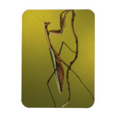 ミシガン、ロチェスター・ヒルズ。マンテ祈ィス マグネット (縦)