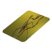 ミシガン、ロチェスター・ヒルズ。マンテ祈ィス マグネット (左側)