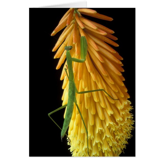 ミシガン、ロチェスター・ヒルズ。祈マンチスオンレッド (正面)