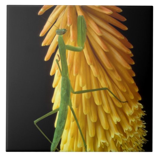 ミシガン、ロチェスター・ヒルズ。祈マンチスオンレッド タイル (正面)