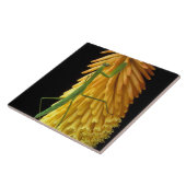 ミシガン、ロチェスター・ヒルズ。祈マンチスオンレッド タイル (側面)