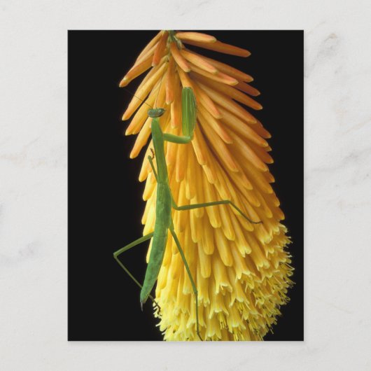 ミシガン、ロチェスター・ヒルズ。祈マンチスオンレッド ポストカード (正面)