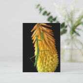 ミシガン、ロチェスター・ヒルズ。祈マンチスオンレッド ポストカード (スタンド正面)