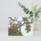 ミシシッピの凧とオークの木 ポストカード (スタンド正面)