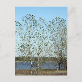 ミシシッピの木 ポストカード