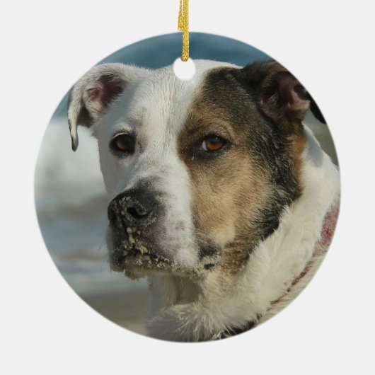 ミシシッピーの足の猟犬のロットワイラーカスタムな犬の写真 セラミックオーナメント (裏面)