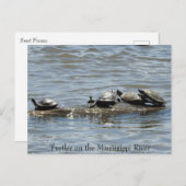 ミシシッピ川のログに亀の写真ポー ポストカード (正面/裏面)