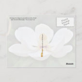 ミシシッピ州花：マグノリア ポストカード (裏面)