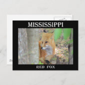 ミシシッピ赤キツネ ポストカード (正面/裏面)