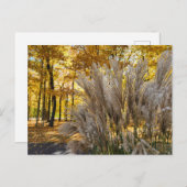 ミスカントスのメイドグラスシルバープラム秋 ポストカード (正面/裏面)