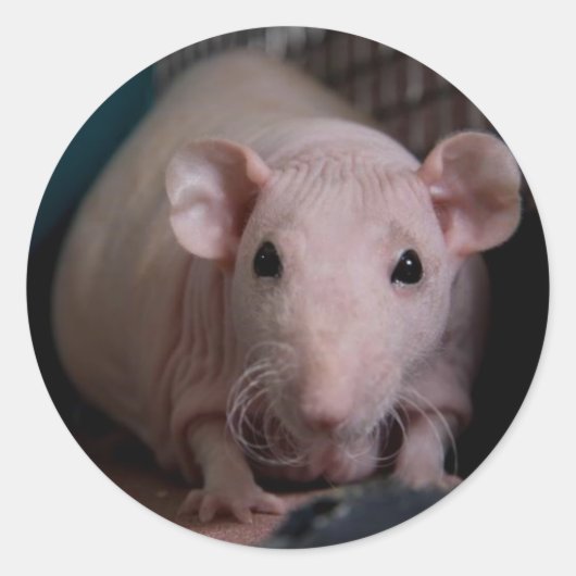 ミスター・ウィグルズ ラウンドシール (正面)