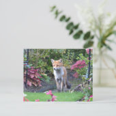 ミスター・キツネ ポストカード (スタンド正面)