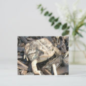 ミスター・トッド ポストカード (スタンド正面)