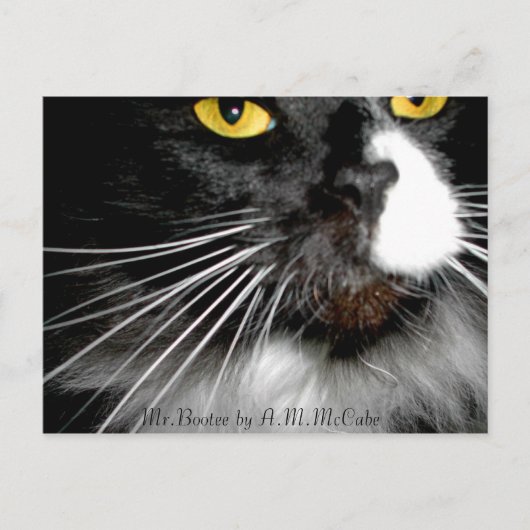 「ミスター・ブーティー」 ポストカード (正面)