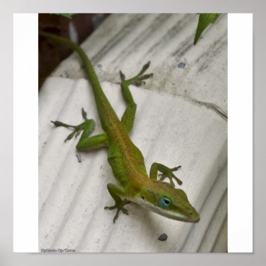 ミスター・リザード ポスター (正面)