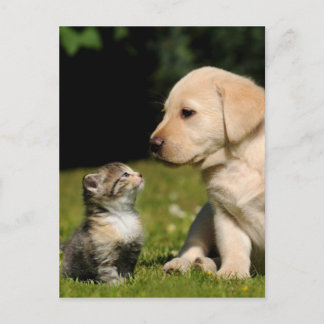 ミスティで青白い ポストカード