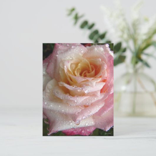 ミスティバラ ポストカード (スタンド正面)