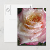 ミスティバラ ポストカード (正面/裏面)