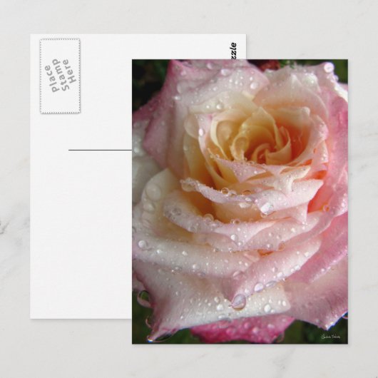 ミスティバラ ポストカード (正面/裏面)