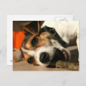 ミスティ – チューインスティック葉書 ポストカード (正面/裏面)