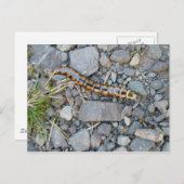 ミステリークリッターはがき ポストカード (正面/裏面)