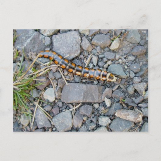 ミステリークリッターはがき ポストカード (正面)