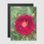 ミスト状バラ磁石 (正面/裏面)