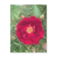 ミスト状バラ磁石