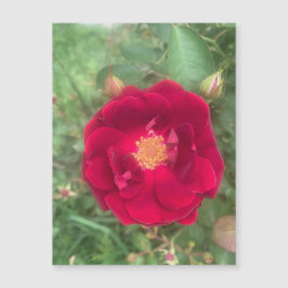 ミスト状バラ磁石