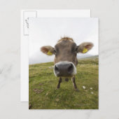 ミスリナのトレシム・ディ・ラヴァレド近くの牛 ポストカード (正面/裏面)