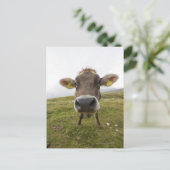 ミスリナのトレシム・ディ・ラヴァレド近くの牛 ポストカード (スタンド正面)