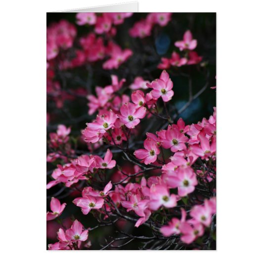 ミズキ木のピンクの花 (正面)