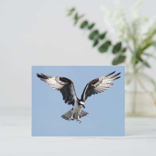 ミズグモ ポストカード (スタンド正面)