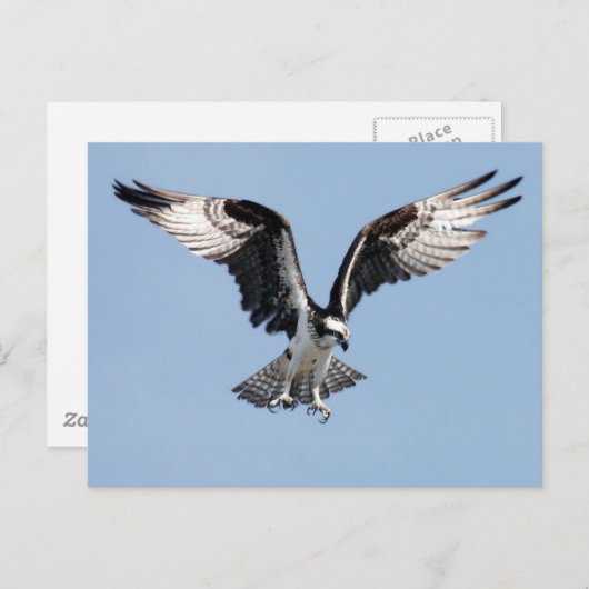 ミズグモ ポストカード (正面/裏面)