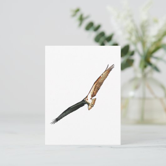 ミズグモ ポストカード (スタンド正面)