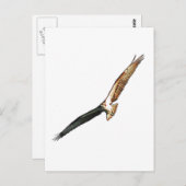 ミズグモ ポストカード (正面/裏面)