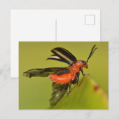 ミズーリのカブトムシが羽を広げている。 ポストカード (正面/裏面)
