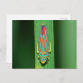 ミズーリのリーフホッパー。 ポストカード (正面/裏面)