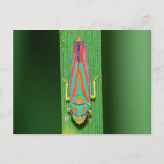 ミズーリのリーフホッパー。 ポストカード (正面)