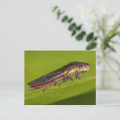 ミズーリの植物ホッパー。 ポストカード (スタンド正面)