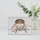 ミズーリの馬フライ。 ポストカード (スタンド正面)