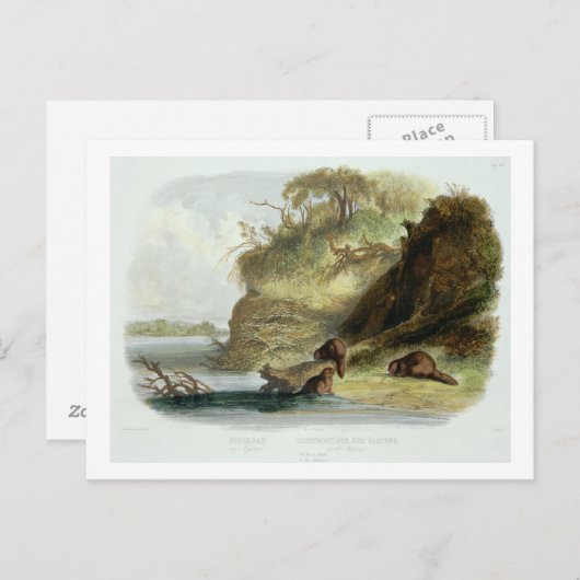 『ミズーリ川のビーバーの小屋』、第1巻の第17図 ポストカード (正面/裏面)