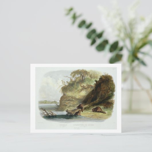 『ミズーリ川のビーバーの小屋』、第1巻の第17図 ポストカード (スタンド正面)