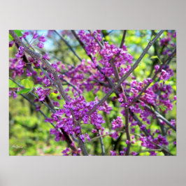 ミズーリ州のハナズオウの花の木の写真ポスター ポスター