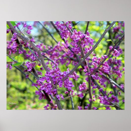 ミズーリ州のハナズオウの花の木の写真ポスター ポスター (正面)
