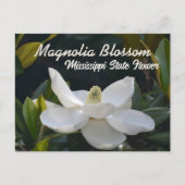 ミズーリ州のマグノリア - ミシシッピの花の写真 ポストカード (正面)
