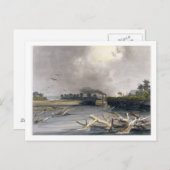 ミズーリ州の砂利（沈没木）、プレート6 ポストカード (正面/裏面)