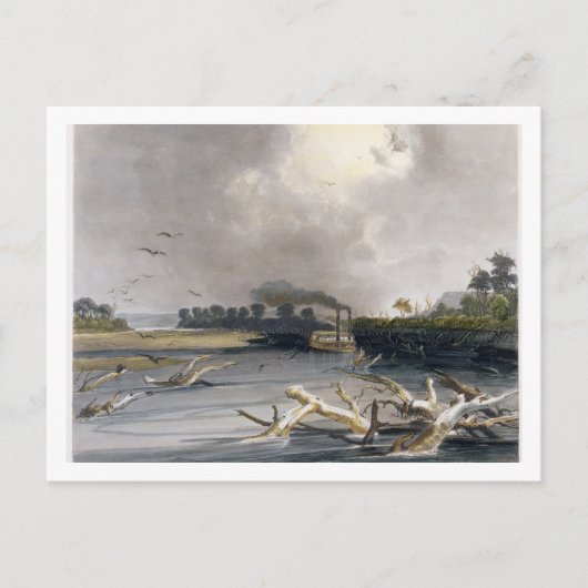 ミズーリ州の砂利（沈没木）、プレート6 ポストカード (正面)