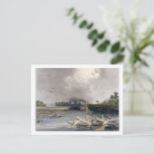 ミズーリ州の砂利（沈没木）、プレート6 ポストカード (スタンド正面)